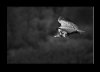 vautour-01_2013
