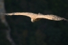 vautour-fauve-16